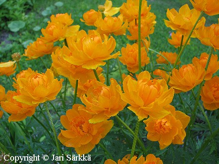  Trollius asiaticus 